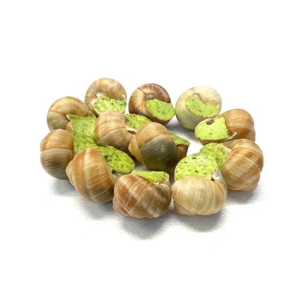ESCARGOT LUCORUM 12PCS